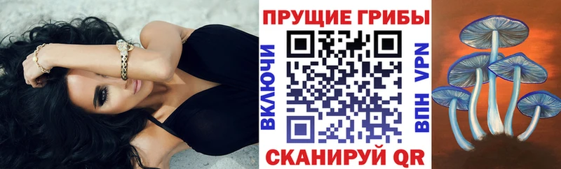 Купить где  Никольск  Псилоцибиновые грибы Cubensis 